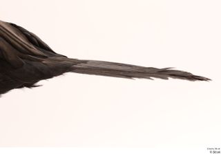 Bird  9 tail 0002.jpg